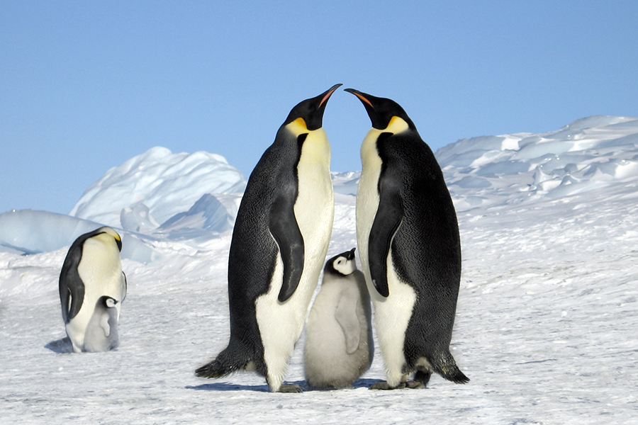 皇帝ペンギン営巣地 見学ツアーのご案内